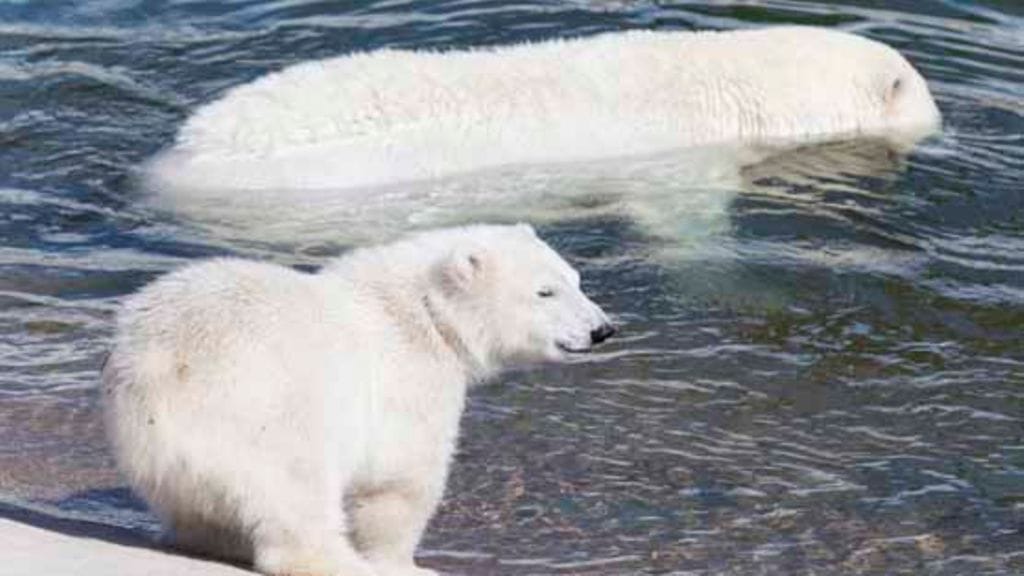 Ranuan eläintarhan uusi jääkarhunpentu leikkii.