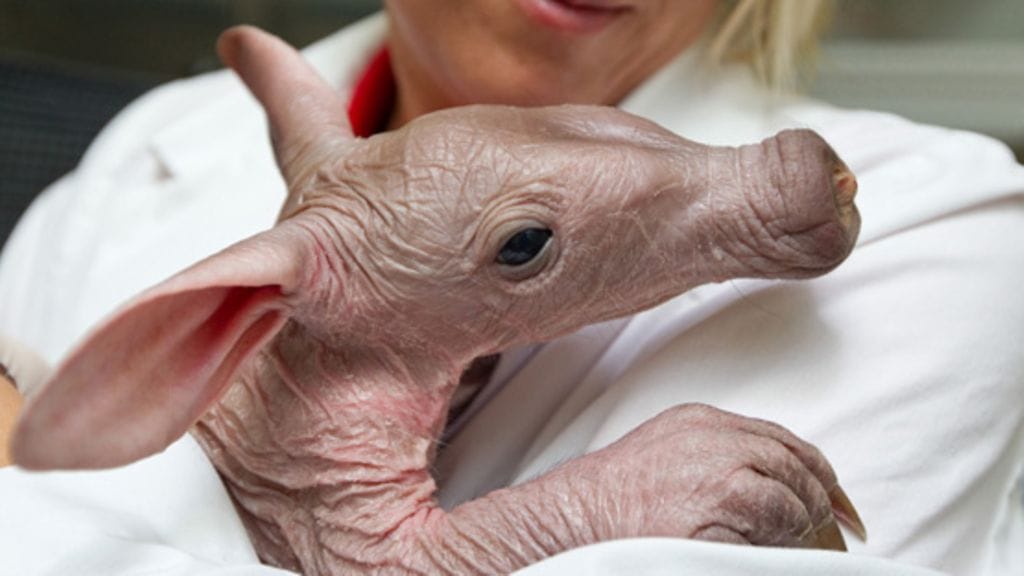 Aardvark eli maasika