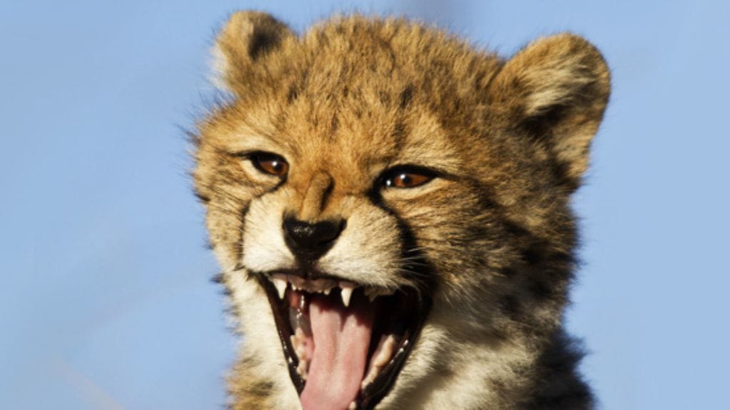 Miltä gepardinpentu kuulostaa?