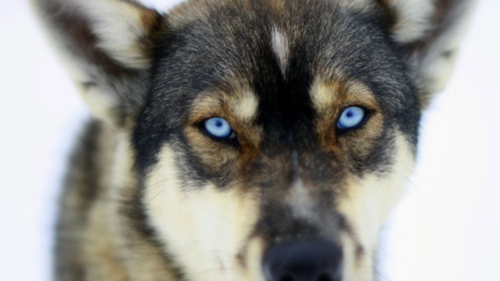 Raumalla on kateissa tiettävästi kuusi koiraa, joiden joukossa on ainakin tsekkoslovakiansusikoiria ja siperianhuskyja. Kuvassa oleva husky ei liity uutiseen.