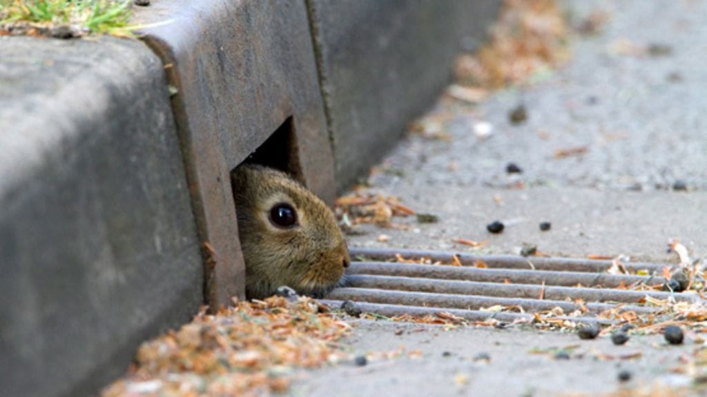 Eläimet alittavat autotien ovelalla tavalla Rugbyssa, Warwickshiressä.
