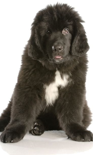 Newfoundlandinkoira