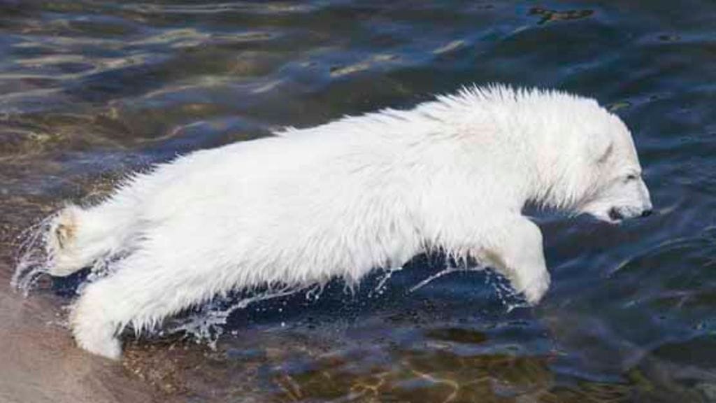 Ranuan eläintarhan uusi jääkarhunpentu leikkii.