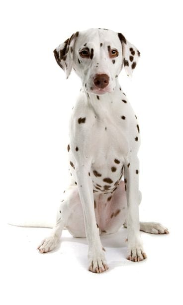 Dalmatiankoira.