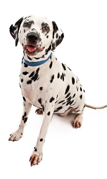 Dalmatiankoira.