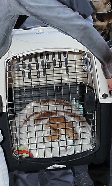 Meow-kissa saattaa olla maailman painavin kissa.