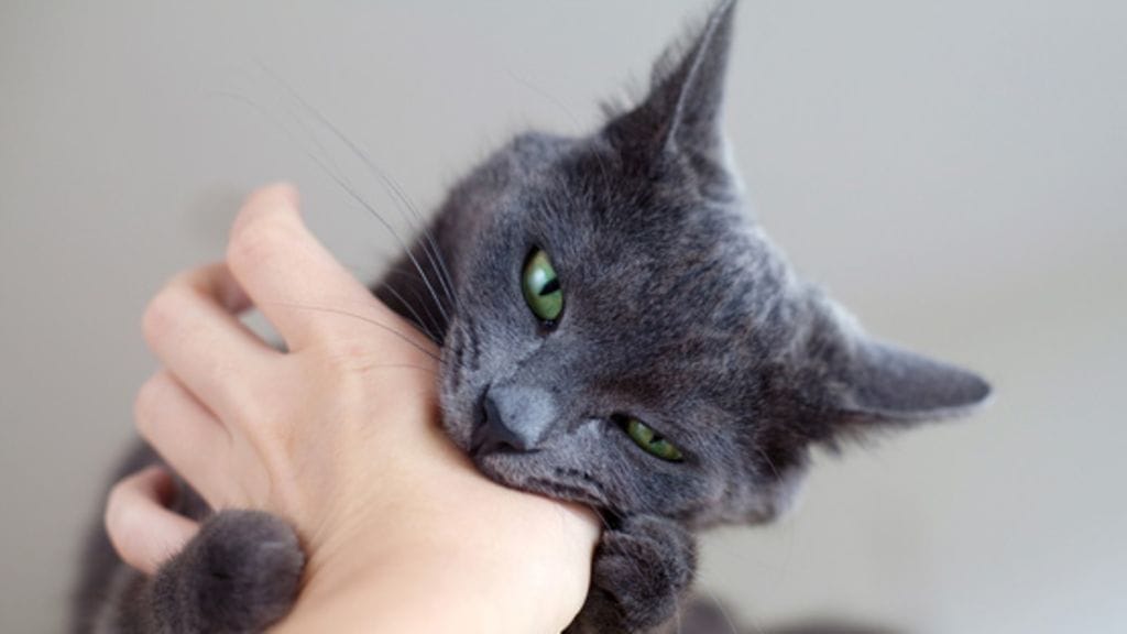 Japanin bobtail on onnekas kissa – ilman häntääkin.