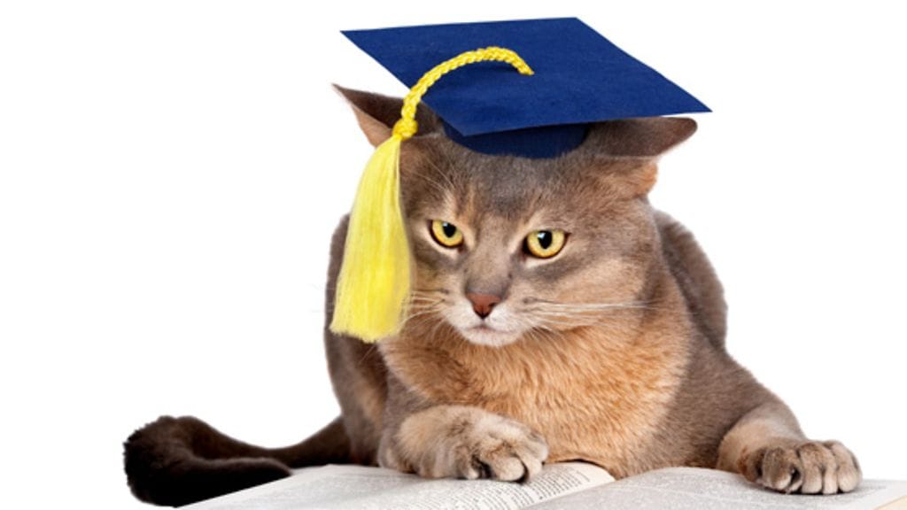 Kuva: Aivolie / Shutterstock