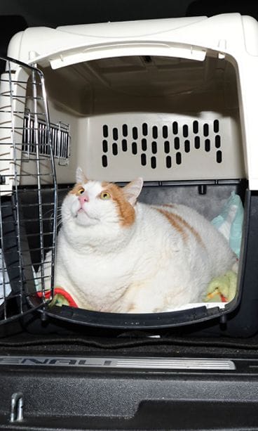 Meow-kissa saattaa olla maailman painavin kissa.