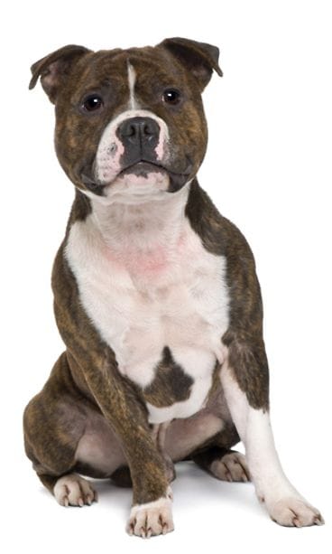 Staffordshirenbullterrieri