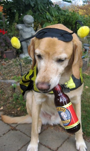 Bowser beer, koirien olut