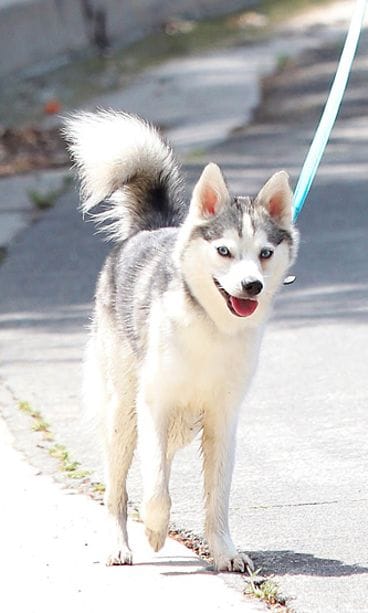 Floyd-koira.