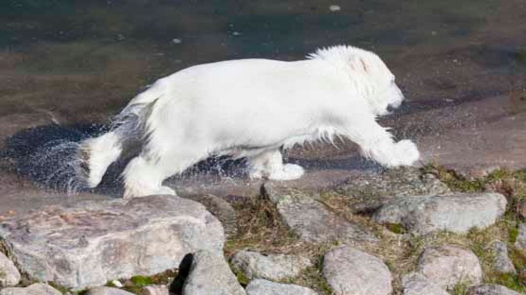 Ranuan eläintarhan uusi jääkarhunpentu leikkii.