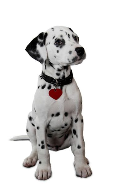 Dalmatiankoira.
