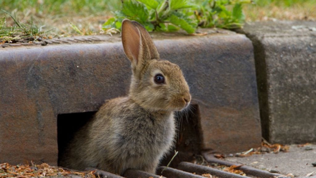 Eläimet alittavat autotien ovelalla tavalla Rugbyssa, Warwickshiressä.