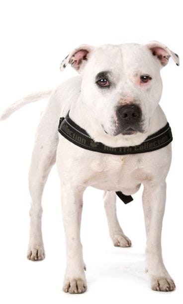 Staffordshirenbullterrieri