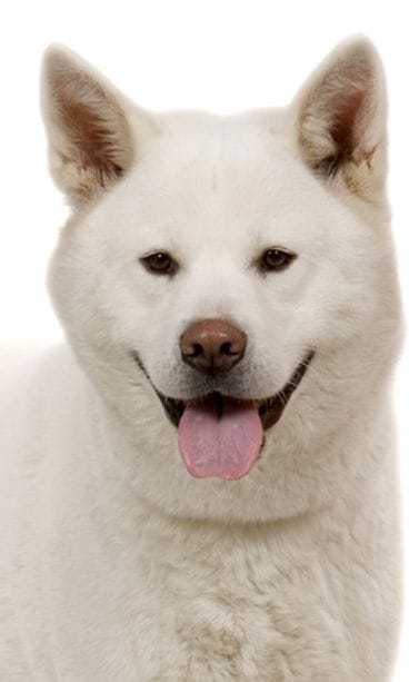 Akita inu.