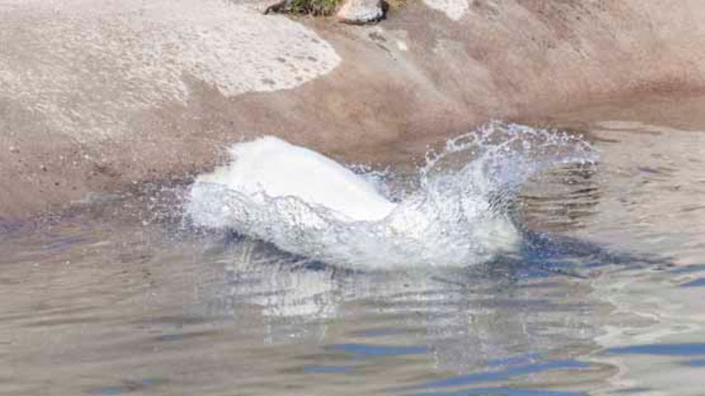 Ranuan eläintarhan uusi jääkarhunpentu leikkii.