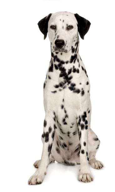 Dalmatiankoira.