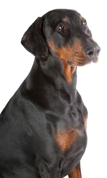 Dobermanni.