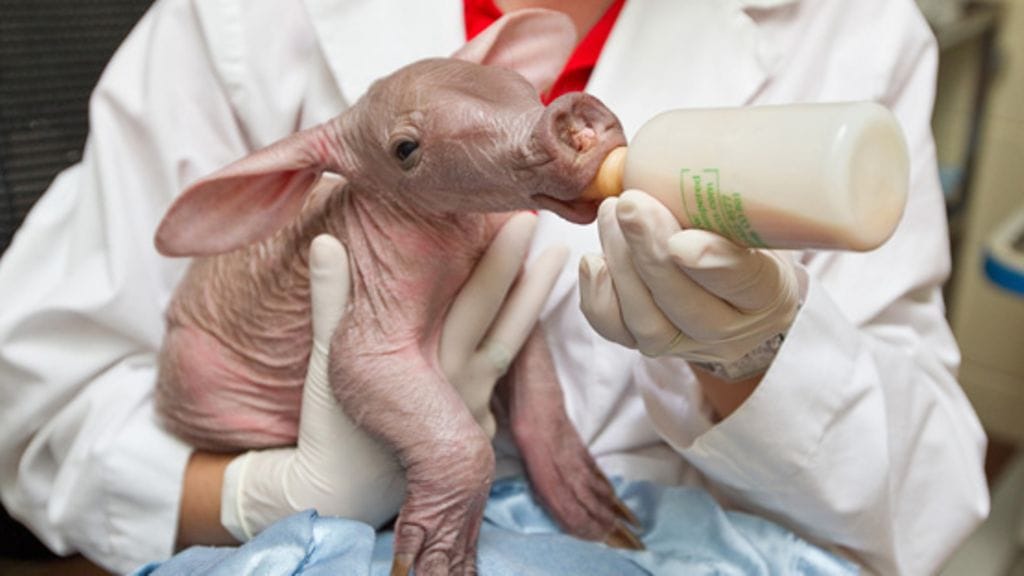 Aardvark eli maasika