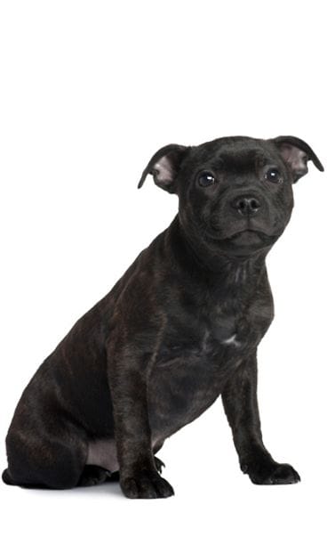 Staffordshirenbullterrieri