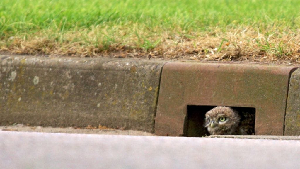 Eläimet alittavat autotien ovelalla tavalla Rugbyssa, Warwickshiressä.