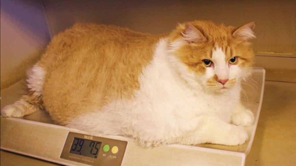 Garfield painaa lähes 20 kiloa.