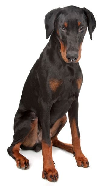 Dobermanni.