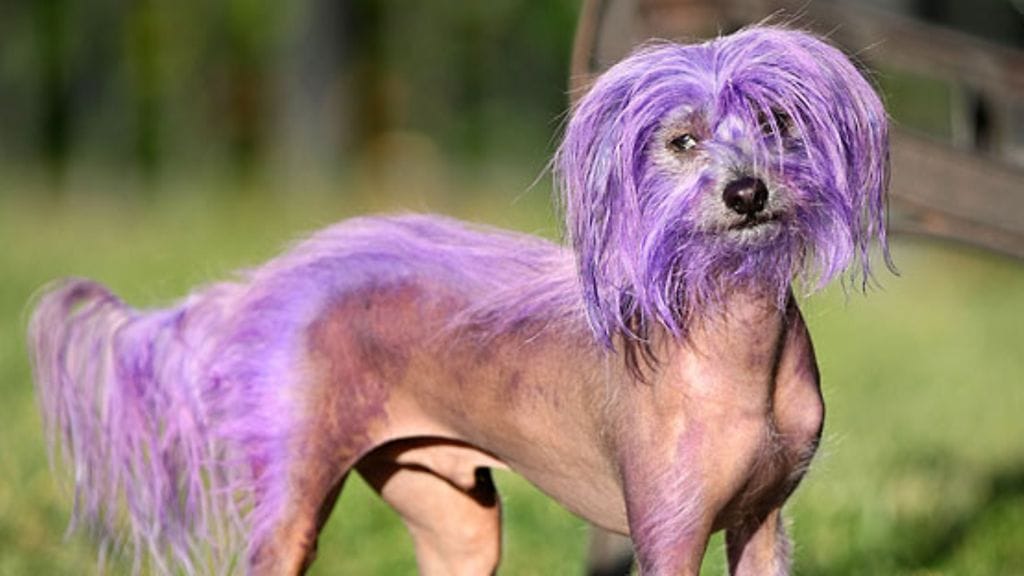 Kiinanharjakoira Rosco on tottunut omistajansa värikokeiluihin. Rotu on luonnostaan vähäkarvainen.