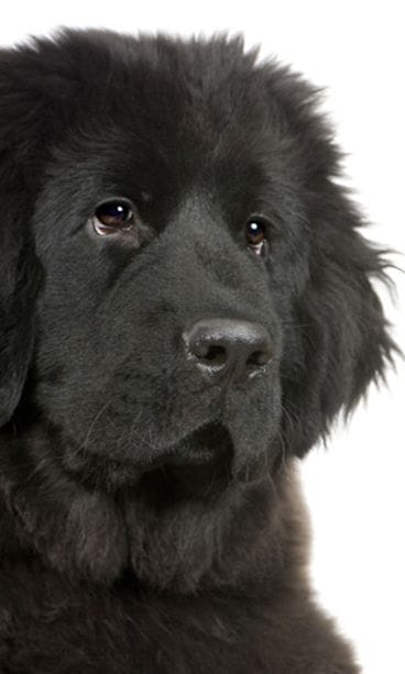 Newfoundlandinkoira
