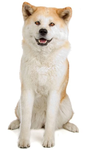 Akita inu.