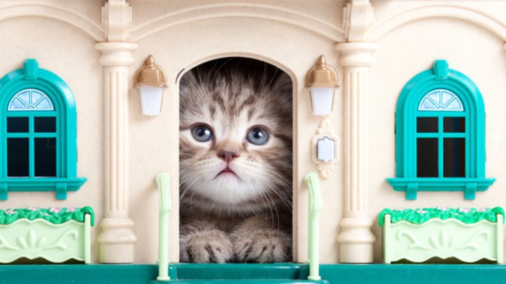 Tiesitkö, että Isaac Newton oli oikea kissaihminen?