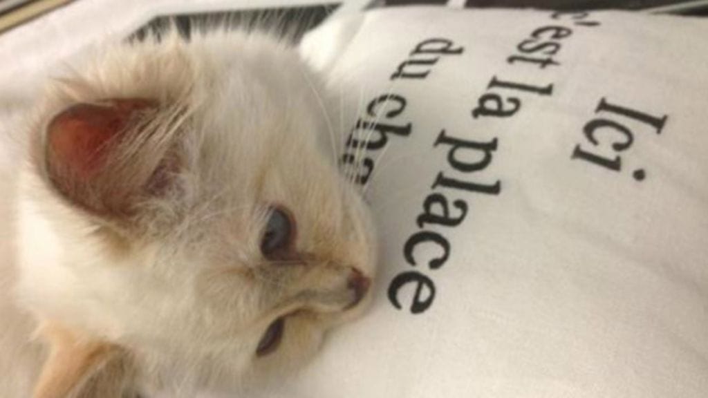 Muotisuunnittelija Kar Lagerfel on menettänyt sydämensä kissalleen.