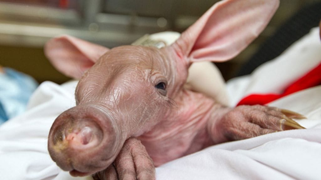 Aardvark eli maasika.