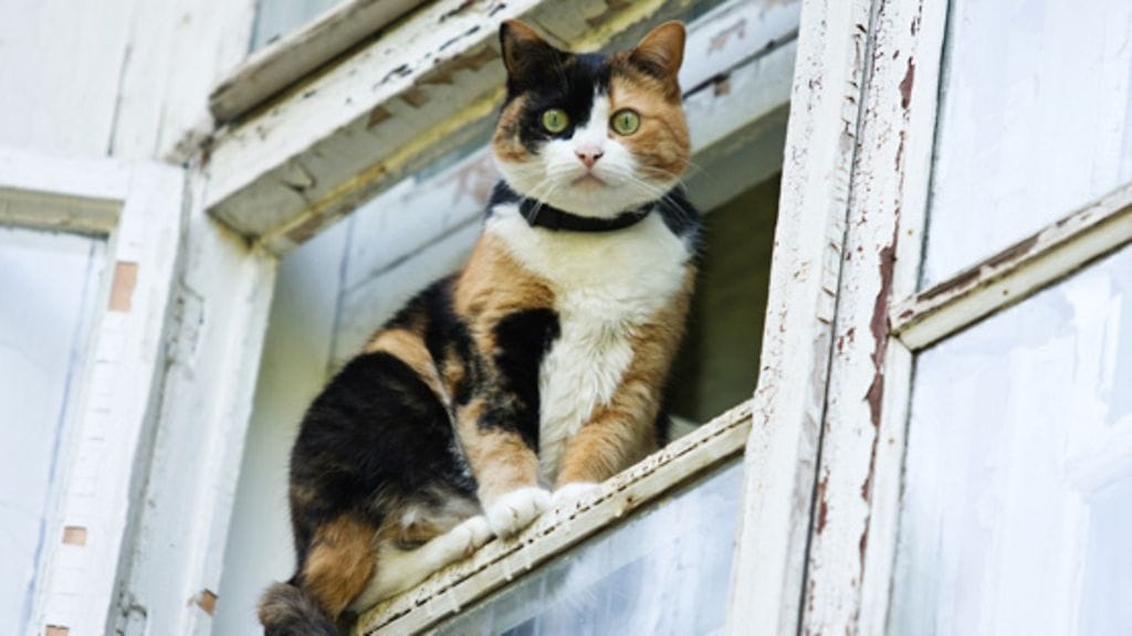 Kissat ovat uteliaita ja rakastavat katsella ulos ikkunasta tai parvekkeelta.