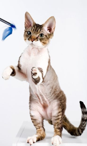 Devon rex.