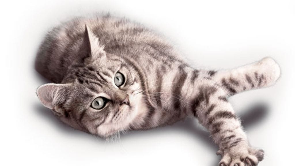Whiskas