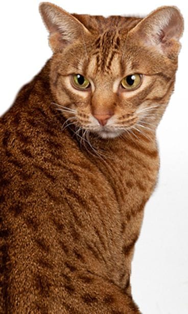 Ocicat.