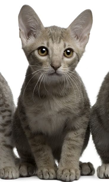 Ocicat.