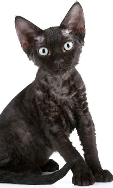 Devon rex.