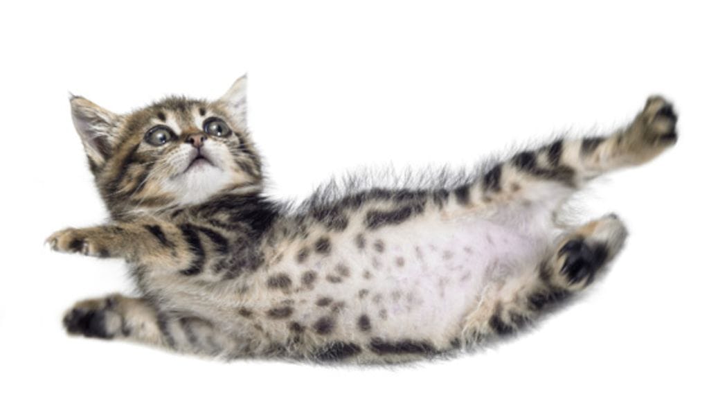 Oikaisurefleksin ansiosta kissa kykenee putoamaan jaloilleen.