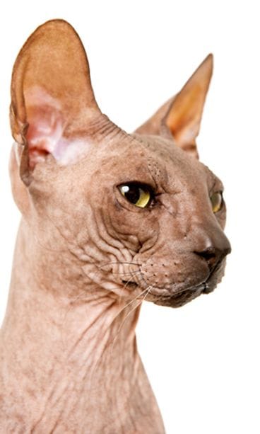 Sfinx