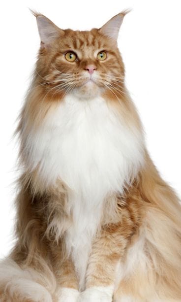 Maine Coon