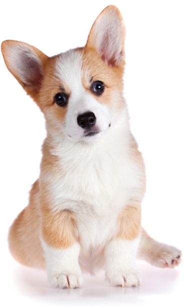 Corgi.