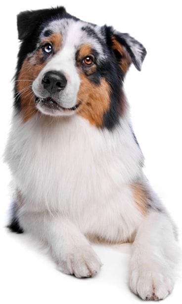 Australianpaimenkoira.