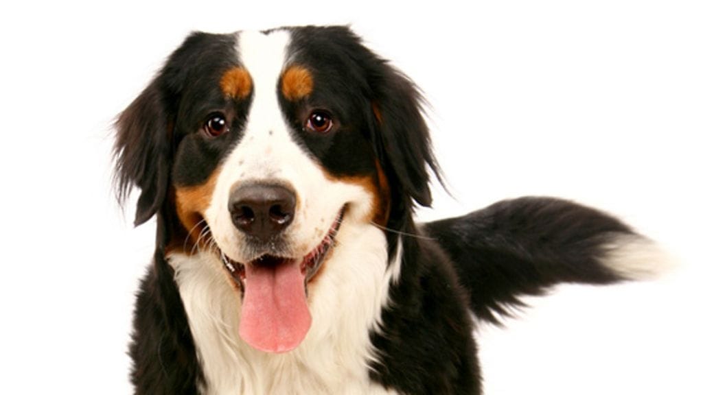 Onko häntää heiluttava koira onnellinen?