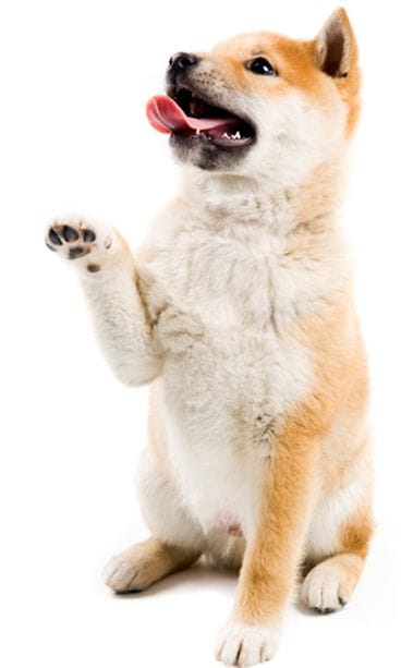 Shiba inu.