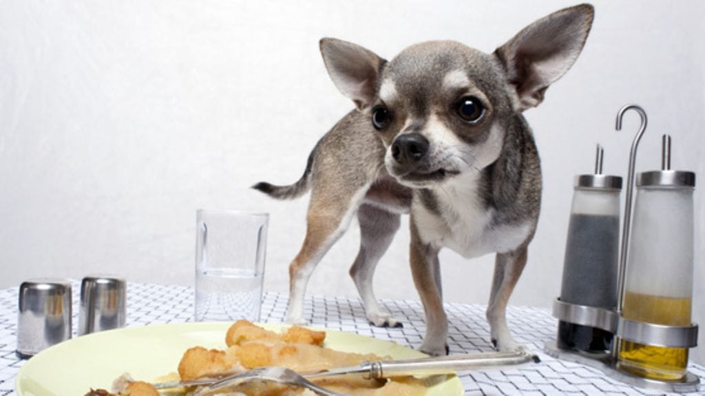 "Nam, mitä herkkuja!"