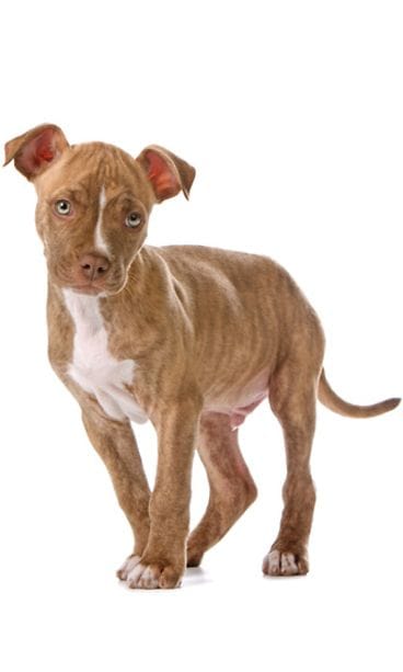 Pitbull.